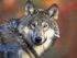 Vlk nalezený na Karlovarsku má rozsáhlejší zranění, zůstává na klinice v Praze